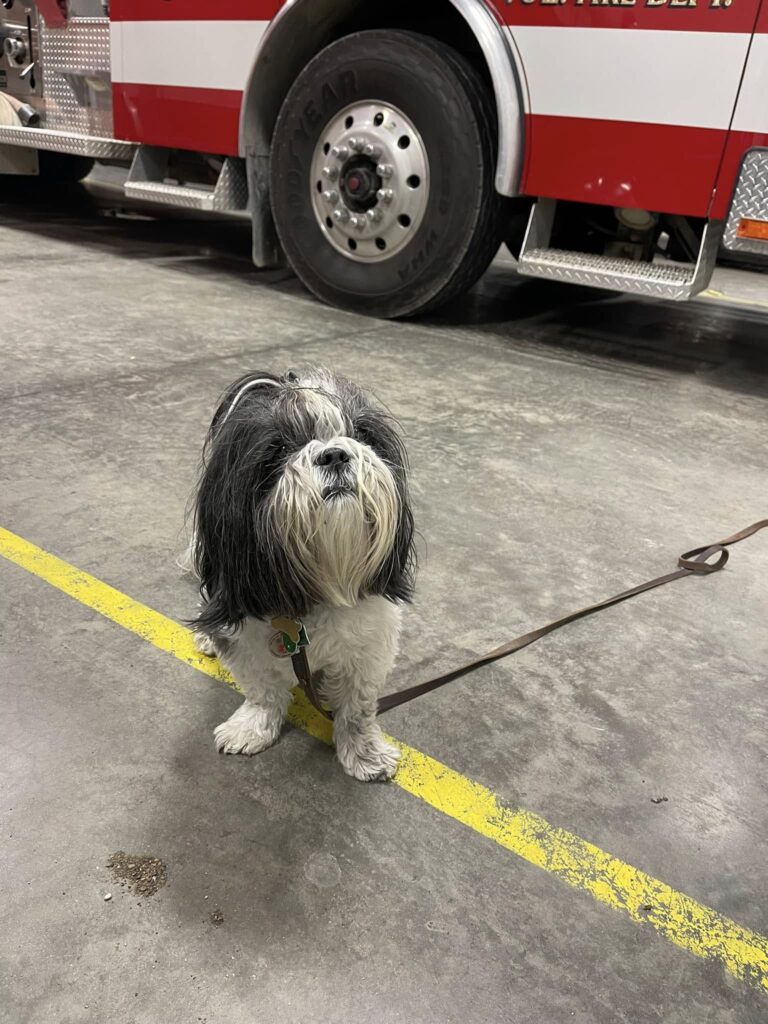 Shih Tzu dog sitting on fire station garage floor
